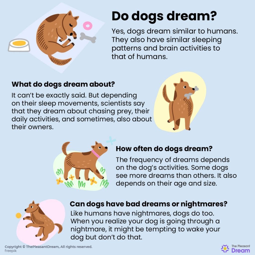 ¿Pueden los perros soñar? ¿Qué sucede en un sueño sobre un perro? ¡Esta es tu respuesta!