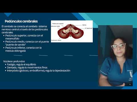 Todo lo que debes saber sobre el cerebelo: estructura y función Todo lo que debes saber sobre el cerebelo: estructura y función